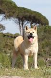 AKITA AMERICAIN 026